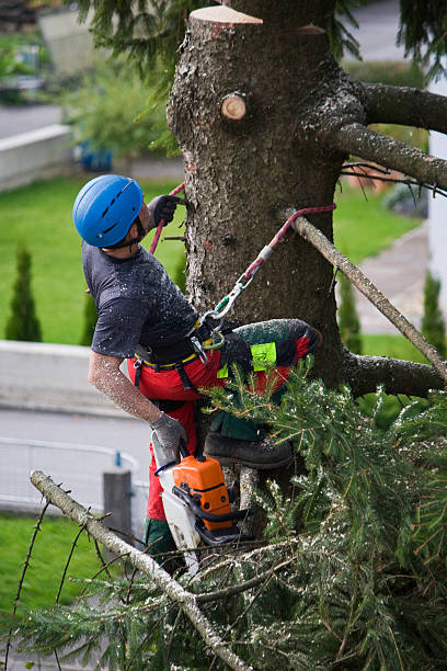 Seasonal Cleanup (Spring/Fall) in Mountain View, NC